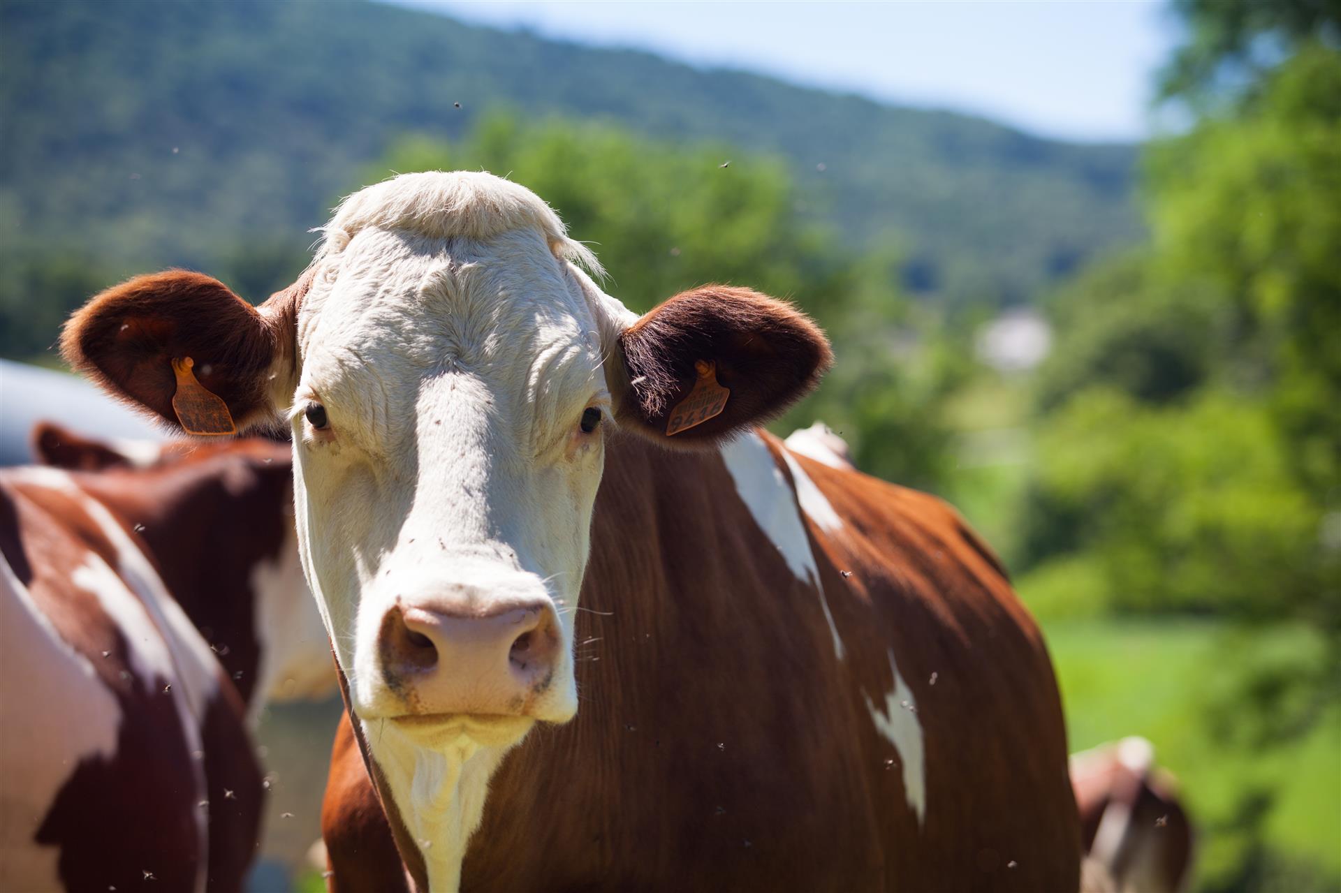 BRETAGNE VIANDE BIO – UN RÉSEAU MILITANT ET UN ACTEUR ÉCONOMIQUE