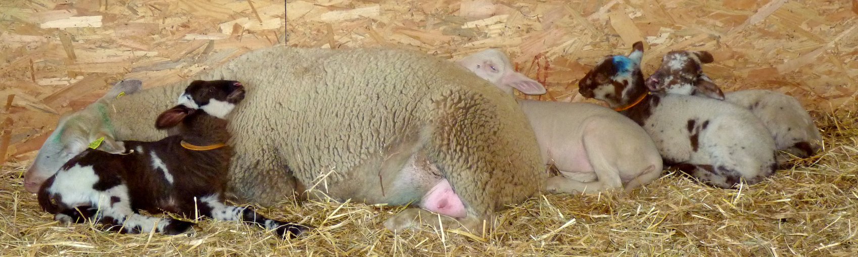 LA MOUTERIE DES CAHOUEN LA MOUTERIE DES CAHOUEN