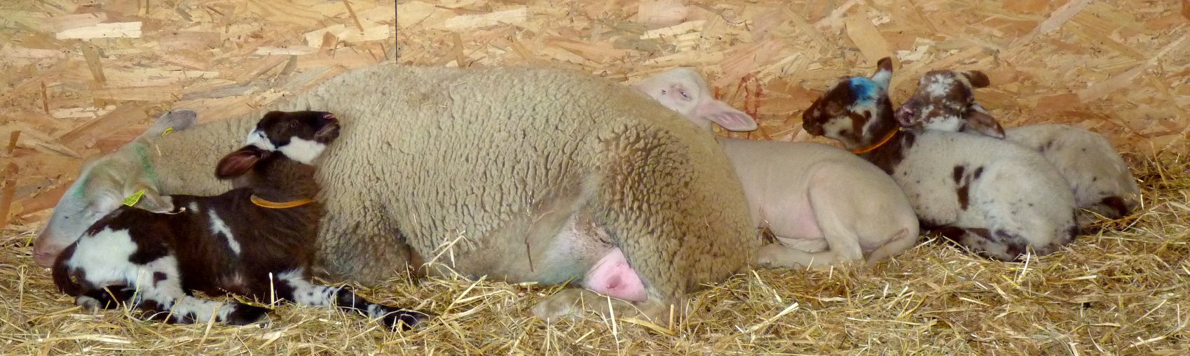 LA MOUTERIE DES CAHOUEN