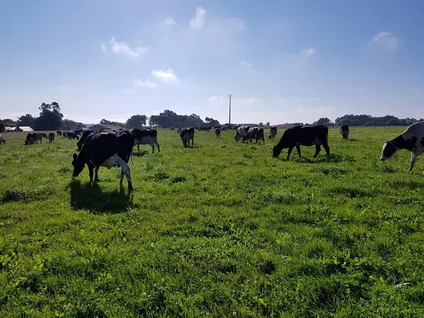 LA FERME DE KERBIZIEN