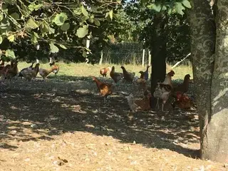 LA FERME DE KERDROGUEN