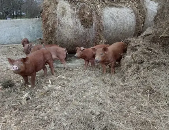 FERME DE TREVERO