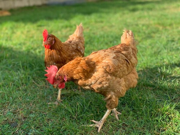 FERME DE LAVERDON